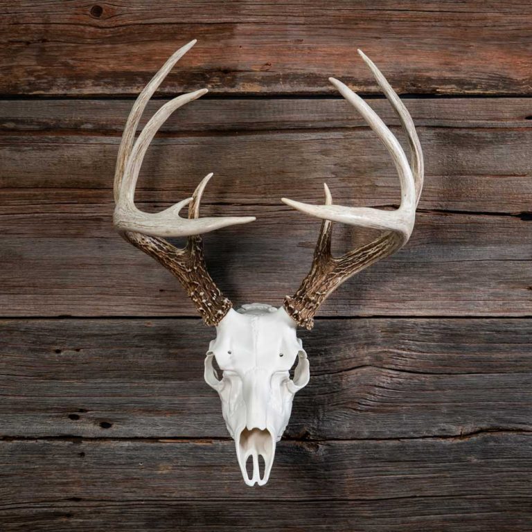 Beyond the Meat: Creative & Sustainable Uses for Big Game Carcasses