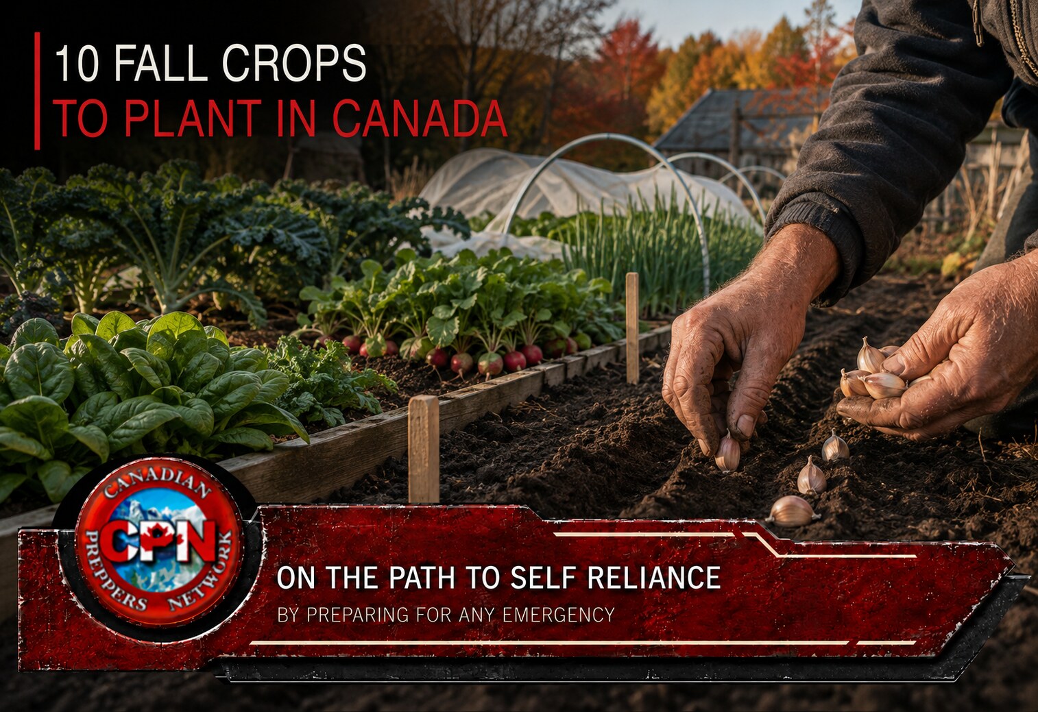Canadian gardener planting garlic among hardy fall crops
